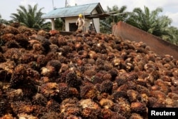 Para pekerja sedang memeriksa buah kelapa sawit di sebuah perkebunan di Slim River, Malaysia, pada 12 Agustus 2021. (Foto: Reuters)