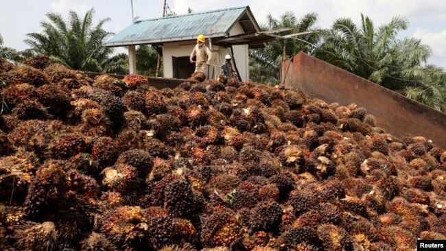 FILE - Workers handle palm oil fruits at a plantation in Slim River, Malaysia on August 12, 2021. (REUTERS/Lim Huey Teng/File Photo)