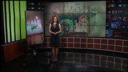 نقش قلم - گشتی در دنيای كتابهای مصور