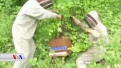 Li Fransa jibo Hingivkarîya Saleke Baş E