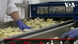 پیشرفت لهستانی‌ها در صنعت مرغداری اروپا