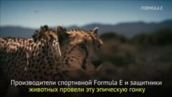 Гепард против Формулы