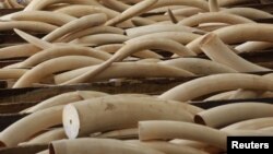 Vai trò của Việt Nam trong buôn bán ngà voi bất hợp pháp toàn cầu đã tăng nhanh trong thập niên qua, theo một báo cáo của Cơ quan Điều Tra Môi trường.