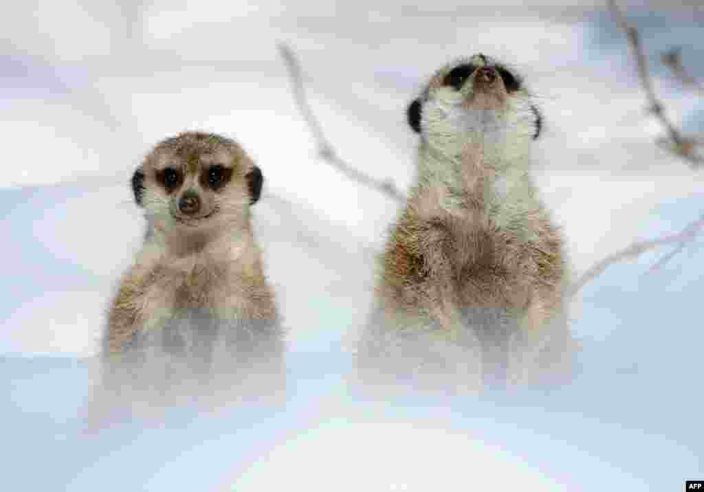 Two meerkats play in the snow in their enclosure at the zoo in Kronberg, western Germany. 