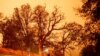 California Grove of Giant Sequoias Threatened by Wildfire 
