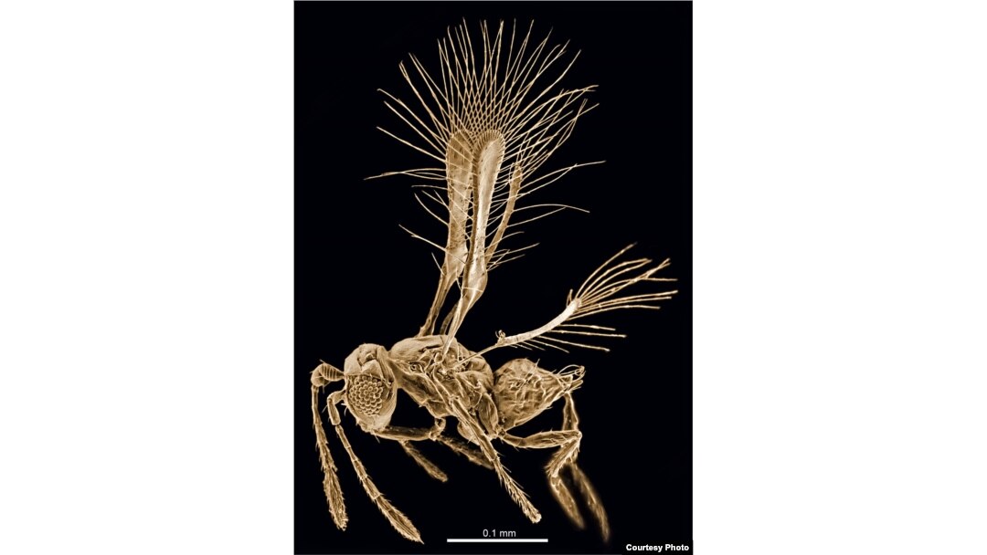 Top 10 New Species 2014