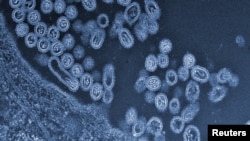 This undated handout image provided by Science and the University of Tokyo shows infectious particles of the avian H7N9 virus emerging from a cell. 