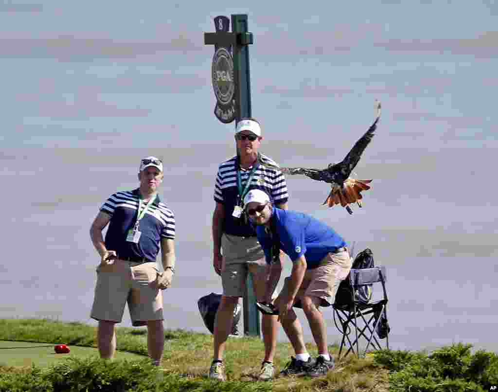 Marshal atau petugas pengawas di lapangan golf, menyaksikan seekor burung terbang dekat tee ke-8 selama putaran latihan turnamen golf Kejuaraan PGA di Whistling Straits, Haven, Wisconsin, USA.