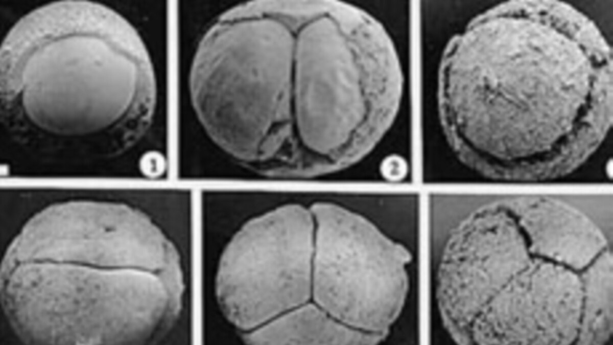 600-Million-Year-Old Microscopic Fossils Upend Evolution Theory