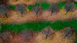 Foto udara menunjukkan daun-daun yang berguguran di sekitar pepohonan di sebuah taman kecil saat musim gugur di Frankfurt, Jerman. (AP)&nbsp;