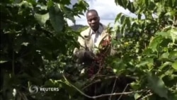 Small farmers put Zimbabwe's coffee back on the map