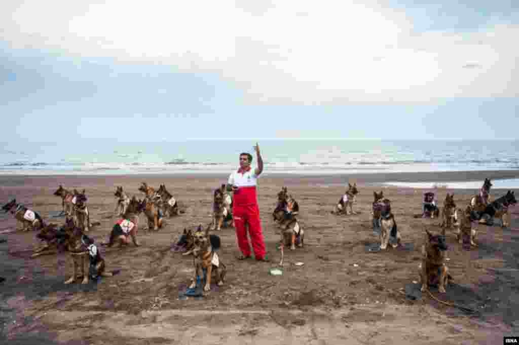 سگ های امداد و نجات در ساحل لنگرود به خط می شوند تا دوره آموزشی خود را گوش به فرمان مربی طی کنند.