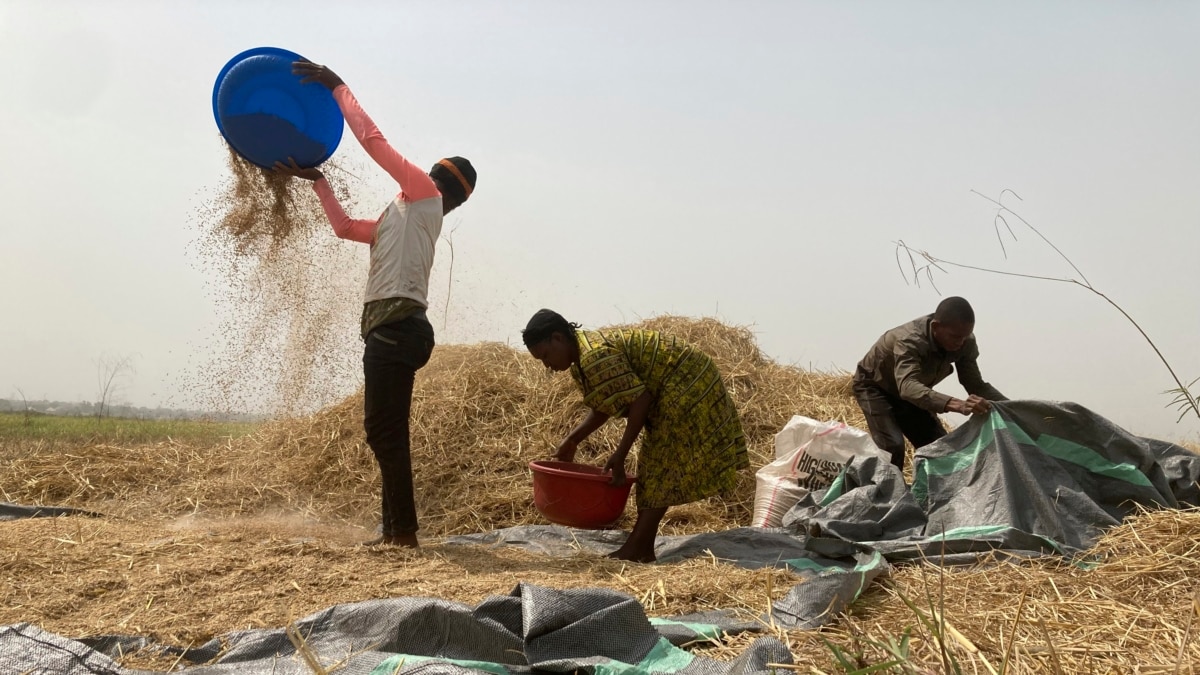 Hunger Crisis Looms in Nigeria's 'Food Basket' Amid Conflict - Vimarsana News