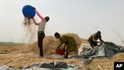 FILE - Ibrahim Mohammed, left, a farmer who lost most of his seedlings and farmlands to violent attacks in Nigeria's north, works on a rice farm along with his family members in Agatu village on the outskirts of Benue State in northcentral Nigeria, Jan 5,