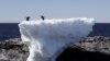 Antarctica Hits Record High Temperature at Balmy 17.5°C (63.5°F)