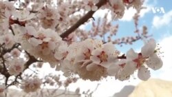 شکوفه های زردآلو