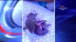 SHORT VIDEO: Սկյուռի ձագերը