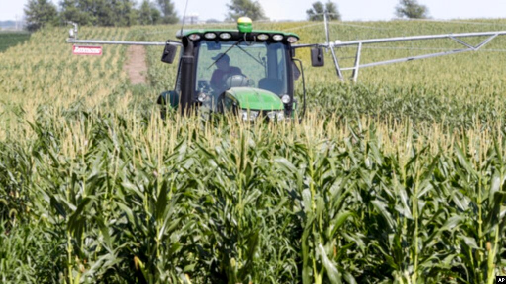 Farmer Tim Novotni iz Nebraske u svom kukuruznom polju (Foto: AP/Nati Harnik)