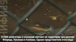 Протез хвоста