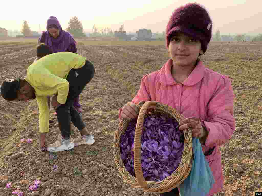 کئی برس سے زعفران کی پیداوار میں نمایاں کمی کے باعث فصل کی تیاری پر ہونے والے روایتی میلے اور رونقیں ماند پڑتی جا رہی ہیں۔ 