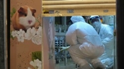 香港發現倉鼠染上德爾塔毒株 當局擬撲殺兩千細小動物