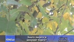 Зошто лисјата ја менуваат бојата