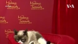 Cô mèo cau có ‘Grumpy Cat’ qua đời