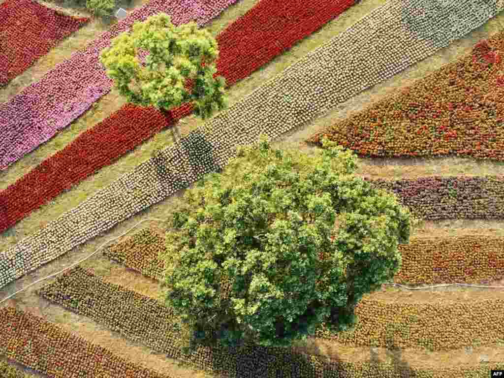 An aerial photograph shows trees in a flower garden in Beitou district in Taipei, Taiwan.