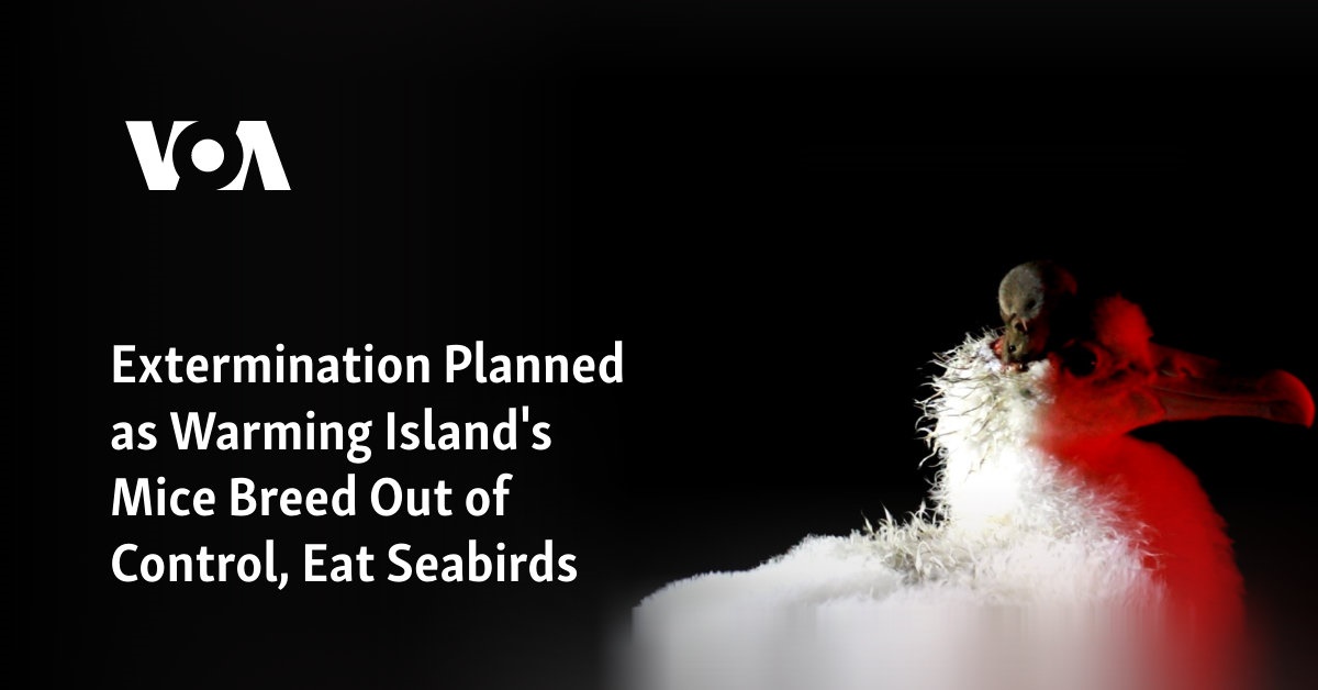 Extermination Planned for Island Mice That Breed Out of Control, Eat Birds