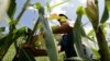 Death of Castro Could Free Cuba to Produce Biofuels