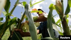 FILE - A farmer collects corn in a field on a farm on the outskirts of Havana, Cuba, Sept. 14, 2011. 