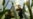 Death of Castro Could Free Cuba to Produce Biofuels