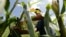 FILE - A farmer collects corn in a field on a farm on the outskirts of Havana, Cuba, Sept. 14, 2011.  