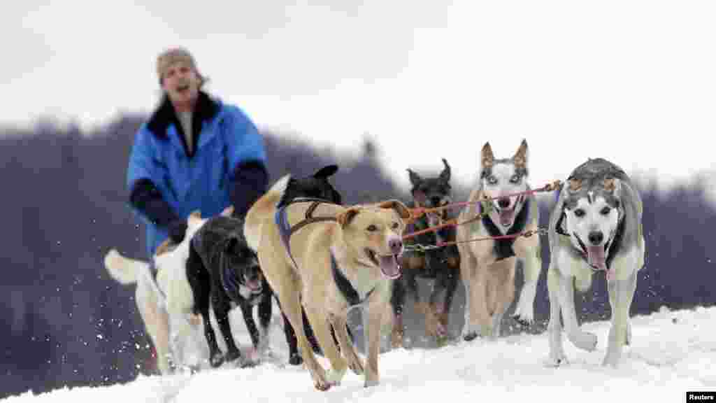 A musher rides his dog sled during a stage of the Sedivackuv Long race in Destne v Orlickych horach, Czech Republic. Each year, racers from all over Europe arrive at the village of Destne in the Orlicke mountains to take part in the race.