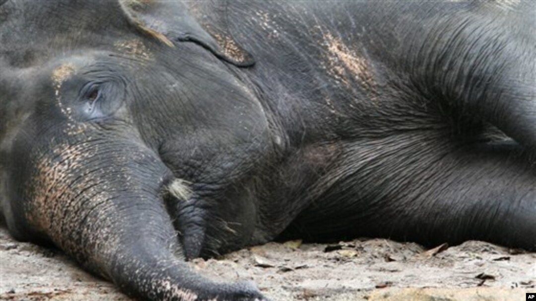Perburuan dan hilangnya habitat telah membawa gajah ke jurang kepunahan (foto: Dok).