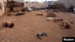Animal carcasses lie on the ground, killed by what residents said was a chemical weapon attack on Tuesday, in Khan al-Assal area near the northern city of Aleppo, Mar. 23, 2013.