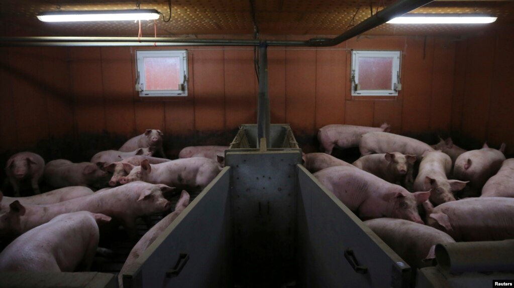 Pigs are seen at a pig farming in Lamballe, central Brittany, November 5, 2013. (REUTERS/Stephane Mahe)