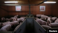 Pigs are seen at a pig farming in Lamballe, central Brittany, November 5, 2013. (REUTERS/Stephane Mahe)