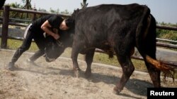 Bullfighter Ren Ruzhi, 24, fights with a bull during a practice session at the Haihua Kung-fu School in Jiaxing, Zhejiang province, China October 27, 2018. Picture taken October 27, 2018. REUTERS/Aly Song