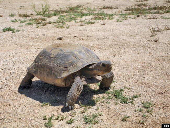 A Desert Tortoise