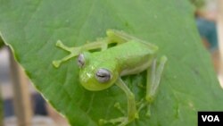 La financiación a proyectos estratégicos para la defensa de la biodiversidad era uno de los puntos clave a resolver en la conferencia.