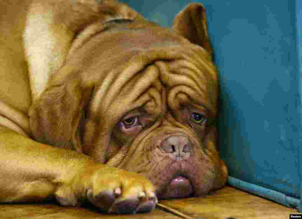 A Dogue de Bordeaux awaits during the first day of the Crufts dog show in Birmingham, central England. 