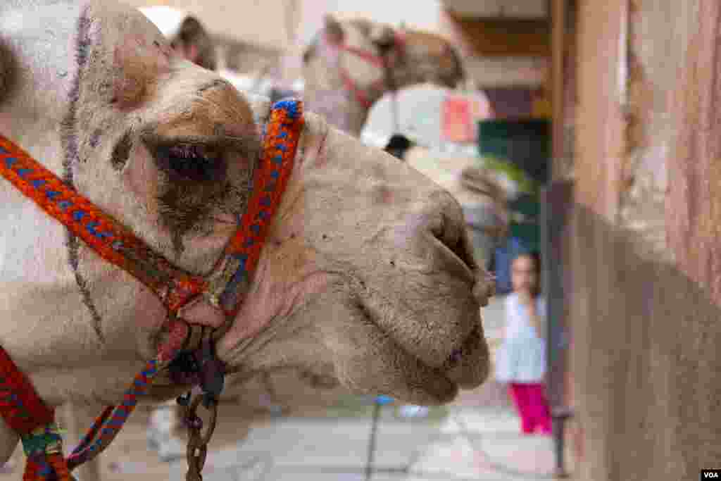 A camel in the town of Kafr el Gabal, Giza, Egypt, July 13, 2013. (A. Arabasadi/VOA) 