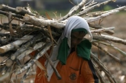 Seorang pekerja memanen tebu di perkebunan negara di Sidoarjo, Jawa Timur, 3 Agustus 2011. (Foto: REUTERS/Sigit Pamungkas)