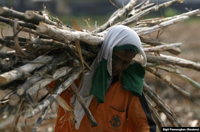 Seorang pekerja memanen tebu di perkebunan negara di Sidoarjo, Jawa Timur, 3 Agustus 2011. (Foto: REUTERS/Sigit Pamungkas)