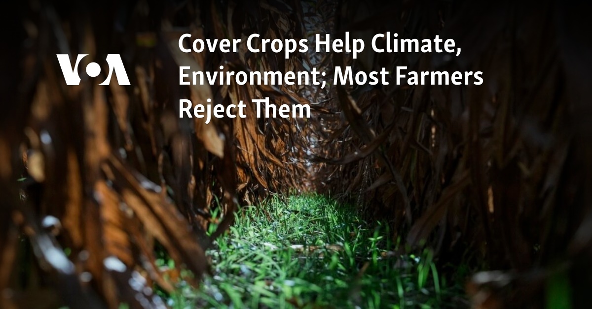 Cover Crops Help Climate, Environment; Most Farmers Reject Them