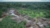 Are Brazil’s Rainforests in Danger?