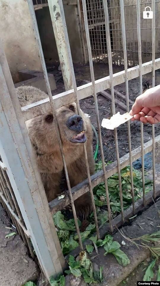 Rescue Group Takes Food, Water to Lion, Bear in Mosul's Abandoned Zoo - Voice of America