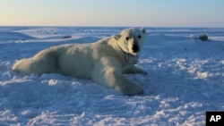 FILE - This U.S. Geological Survey photo shows a polar bear wearing a GPS video-camera collar on a chunk of ice in the Beaufort Sea, April 15, 2015. Kaktovik, a tiny Alaska Native village, has experienced a boom in tourism in recent years as polar bears spend more time on land than on diminishing Arctic sea ice.