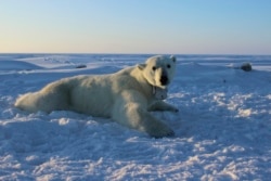FILE - This U.S. Geological Survey photo shows a polar bear wearing a GPS video-camera collar on a chunk of ice in the Beaufort Sea, April 15, 2015. Kaktovik, a tiny Alaska Native village, has experienced a boom in tourism in recent years as polar bears s